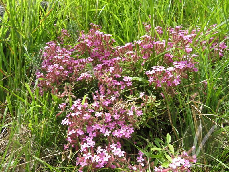 Rotes Seifenkraut: Blüten, Gesamtbild