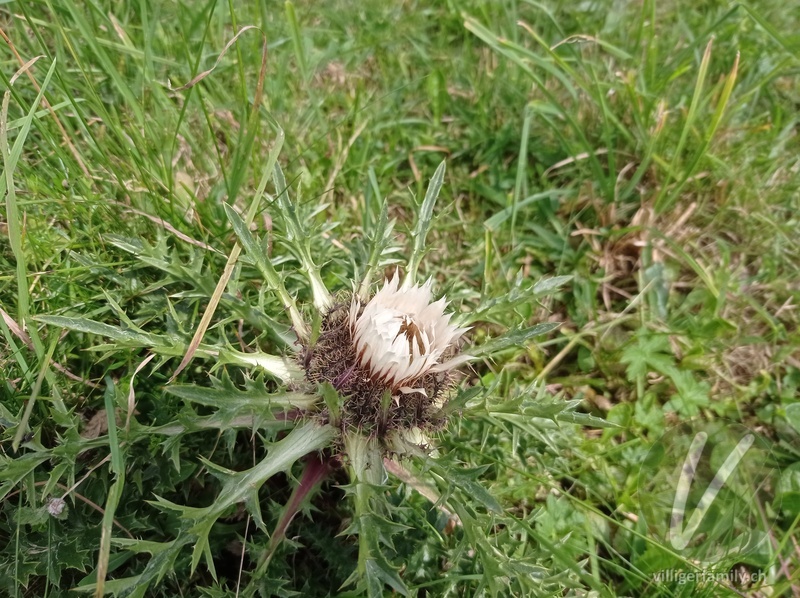 Hohe Silberdistel: Blüten