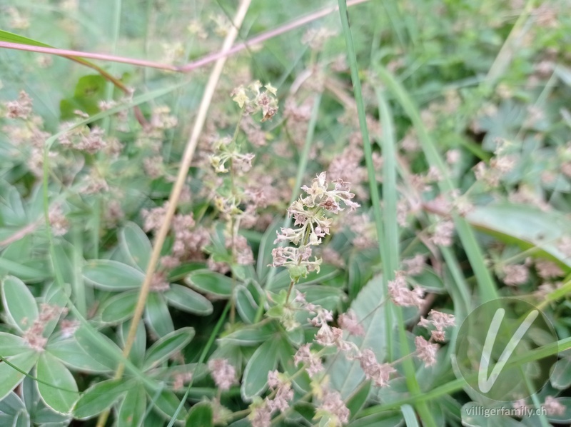 Glänzender Kalk-Silbermantel: Blüten