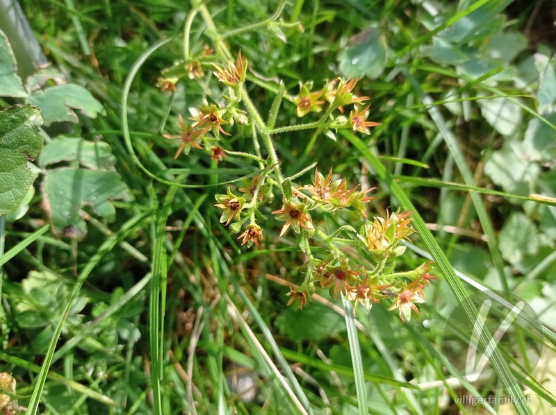 Kies-Steinbrech: Blüten