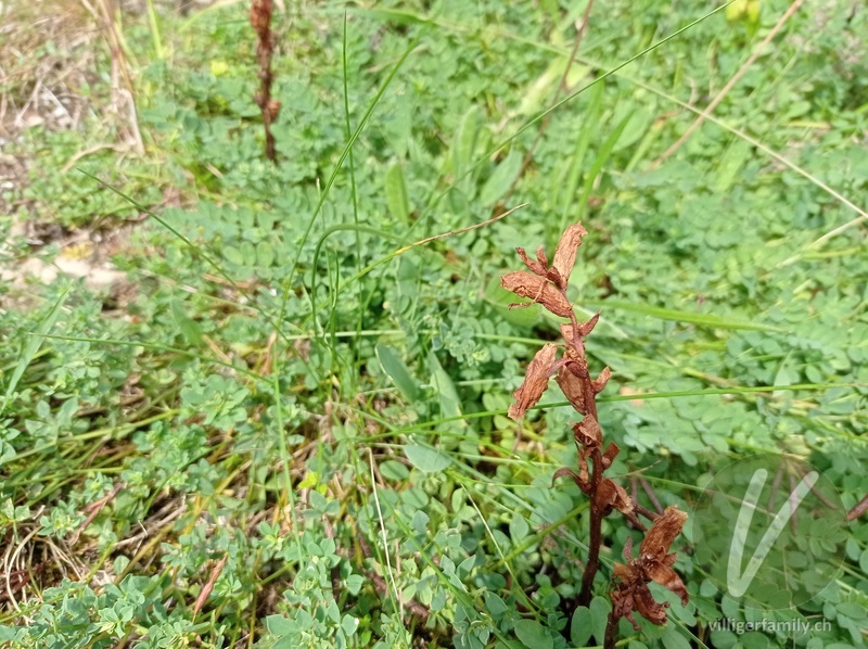 Thymian-Würger: Blüten