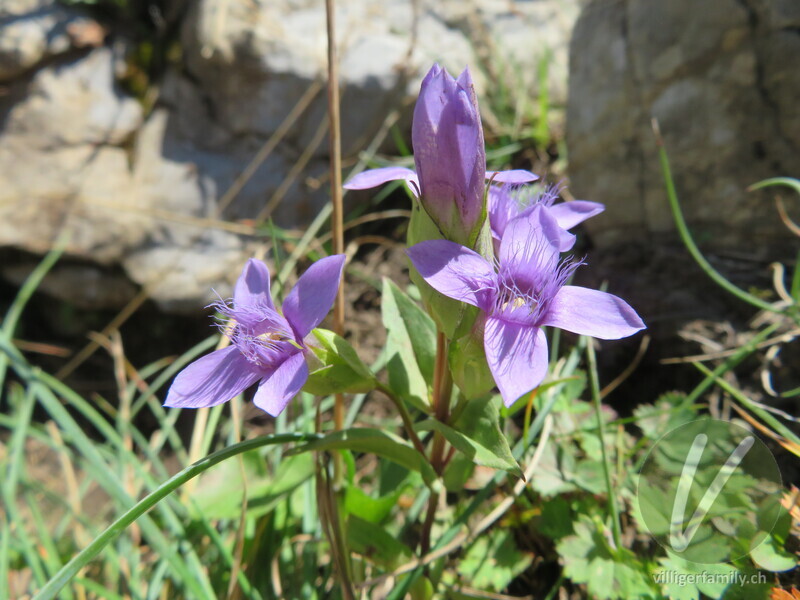 Feld-Enzian: Blüten