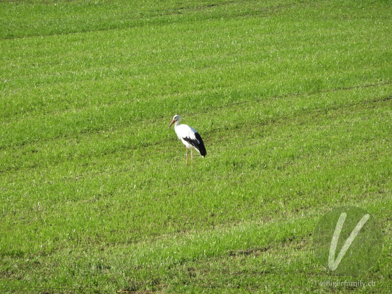 Weissstorch: 