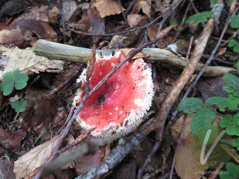 Buchen-Spei-Täubling: 