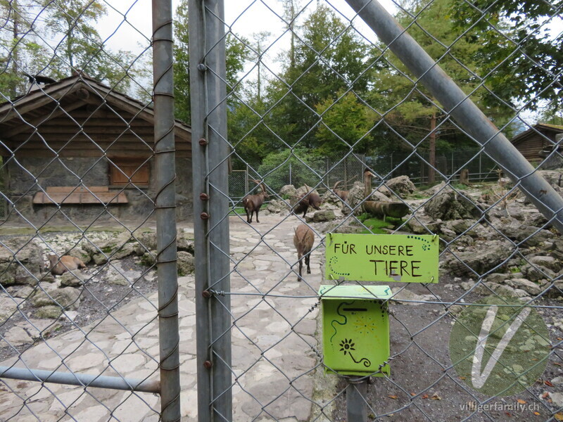 Alpen-Steinbock: 