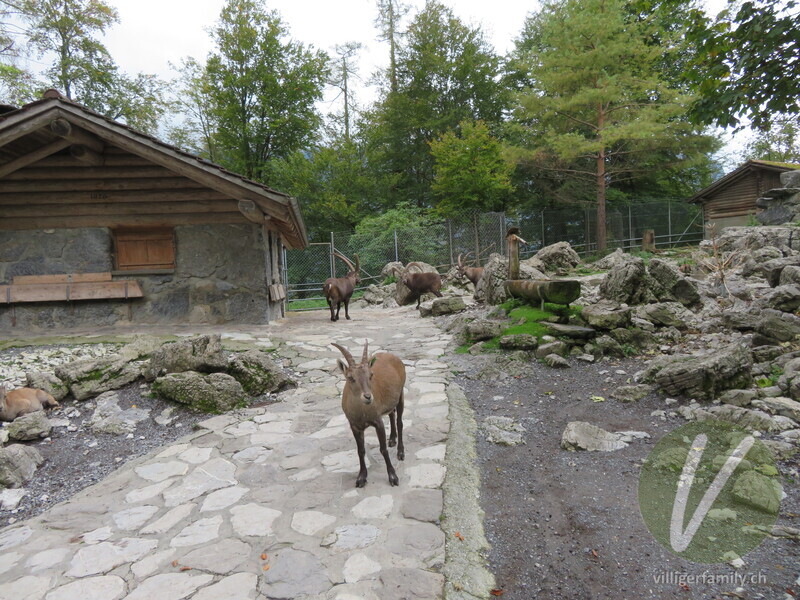 Alpen-Steinbock: 